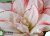 hippeastrum Striped Amadeus (3)